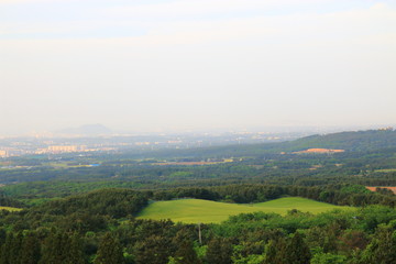 제주에 있는 청보리 밭의 풍경이다.