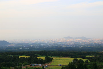 제주에 있는 청보리 밭의 풍경이다.