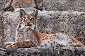 Slender lynx with tassels on the ears and a proud look beautifully lies on the stone. Beautiful ...