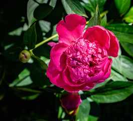 Close view of red peony blossom