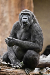 Very surprised female gorilla opened her mouth, shock from what she saw, the life of monkeys. - 288637840