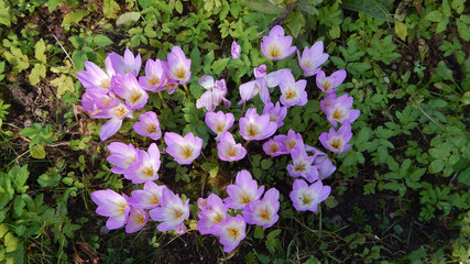 Autumn pictures. Crocus flowers.