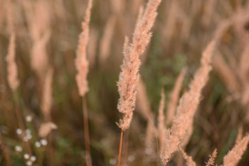 Wild field of grass on sunset, soft sun rays, warm toning, lens flares, shallow DOF