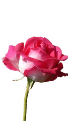 pink rose isolated on white background