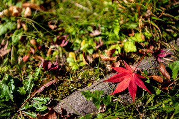 Colorful various Autumn fallen leaves on the ground. dried leaf cover surface of land. close-up, top view from above, multicolor beautiful seasonal concept backgrounds