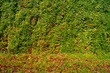 Green tree wall for a close-up textured background image. The texture of the hedge.