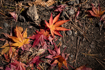 Colorful various Autumn fallen leaves on the ground. dried leaf cover surface of land. close-up, top view from above, multicolor beautiful seasonal concept backgrounds