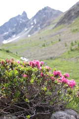 Bergblume