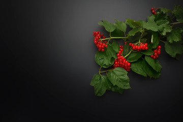 Branch with red viburnum berries and green leaves on a dark background. Flat lay, top view, copy space.