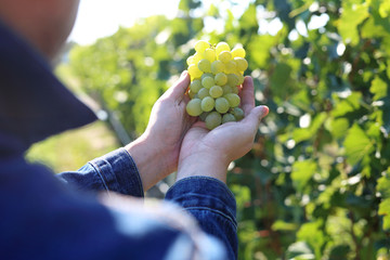 Vintage, a man gathers ripe bunches of grapes.