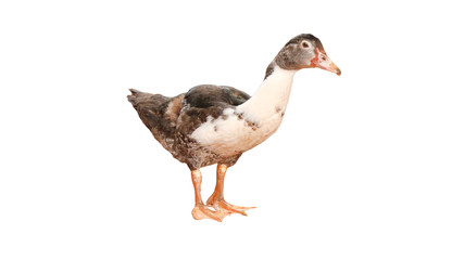 Geese in Thailand, isolated on a white background