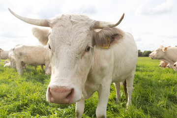 portrait of a white cow with horns on green meadow