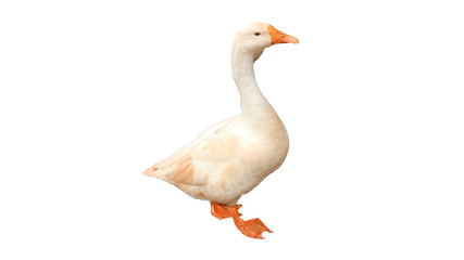White goose isolated on white background