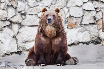Obraz premium Powerful brown bear . sitting against a stone wall