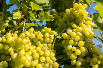  Bunches of white grapes on the vine