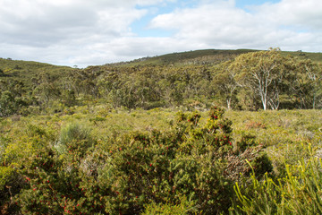 Fototapeta na wymiar Western Australian spring flowering shrubs
