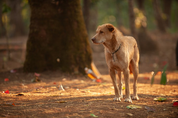 dog on the beach
