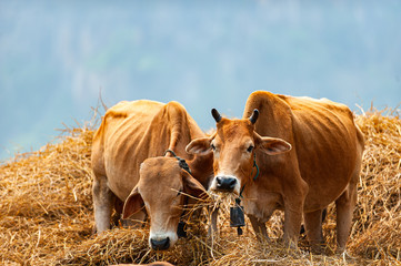 cow in field