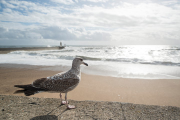 EUROPE PORTUGAL PORTO BEACHFRONT
