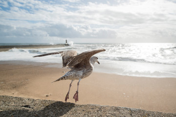 EUROPE PORTUGAL PORTO BEACHFRONT