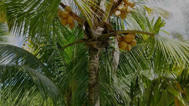 A shot moving around a coconut palm tree