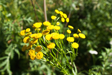 Obraz premium yellow tansy flowers (Tanacetum vulgar) on a background of green grass, medicinal plant, selective focus