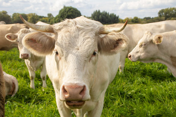 portrait of white cow with horns in a herd of cattle on green meadow