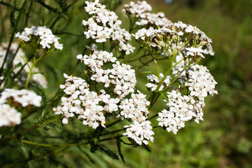 white yarrow flower (Achillea millefolium), selective focus © Isolda