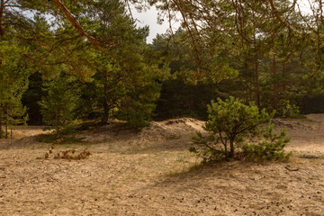 Sand dunes, pine forest, early foggy morning, coast of the Gulf of Finland