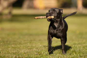 Five months old staffordshire bull terrier young female