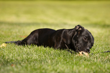 Five months old staffordshire bull terrier young female