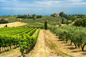 Fototapeta na wymiar Summer landscape in Tuscany near Certaldo