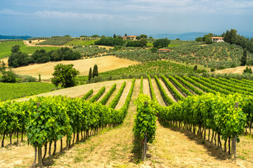 Fototapeta na wymiar Summer landscape in Tuscany near Certaldo