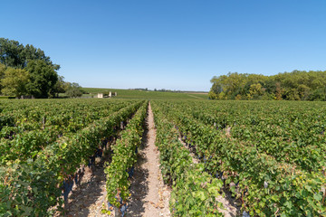 Fototapeta na wymiar Panorama of Wine fields of Bordeaux french vine in chateau Margaux in Médoc