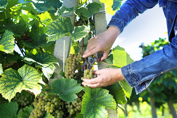 Vineyard, seasonal worker collects ripe grape fruit.