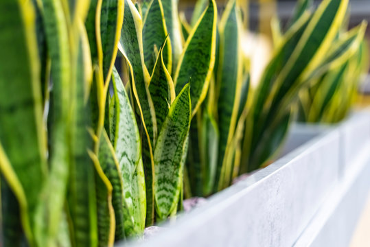 Mother-in-law's Plant In Modern Open Office Space. Green Plants In Modern Office. Concept Of Healthy Working. Hub, Co-working