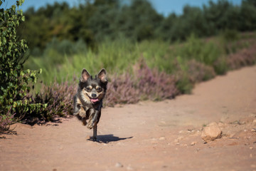 Portrait Hund rennt in der Mehlinger Heide auf Sand weg mit himmel und Heide im hintergrund