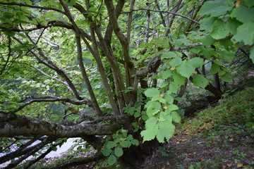 Obraz premium tree in forest