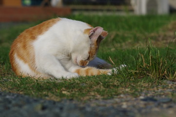 毛繕いする猫
