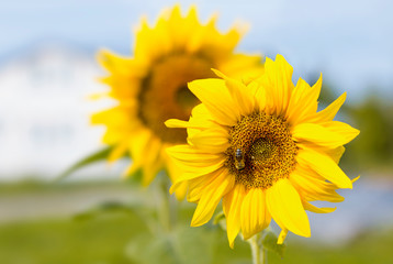 Fototapeta premium Poster agriculture. Blooming sunflowers in the bright sunny day. Blue sky. Close-up of sunflower. Field. Natural background