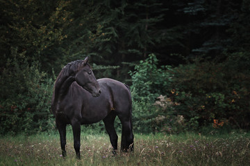 Portrait Pferd galoppiert rennt steht auf weide wiese im Wald im Herbst