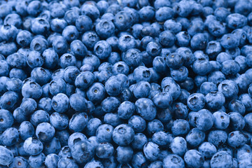Fresh blueberry background. Texture blueberry berries close up.