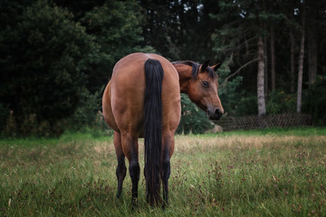 Portrait Pferd galoppiert rennt steht auf weide wiese im Wald im Herbst
