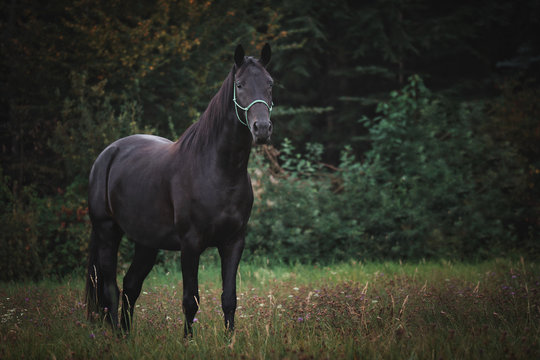 Portrait Pferd galoppiert rennt steht auf weide wiese im Wald im Herbst