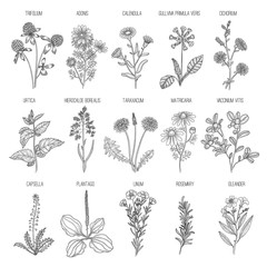 Herbs collection. Medical healthy flowers and herbs nature plants for garden rosemary lavender dandelion vector hand drawn collection. Herb medical herbal, organic botanical illustration - obrazy, fototapety, plakaty