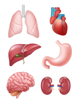 Human organs. Anatomical medical illustrations stomach heart kidney brain vector illustrations. Human liver and kidney, brain organ, stomach and heart