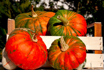 Composition of ornamental pumpkins in a wooden box