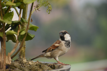 Naklejka premium sparrow on branch