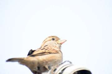 sparrow on a branch