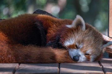 Sleeping red panda 